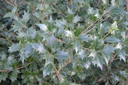 Osmanthus heterophyllus