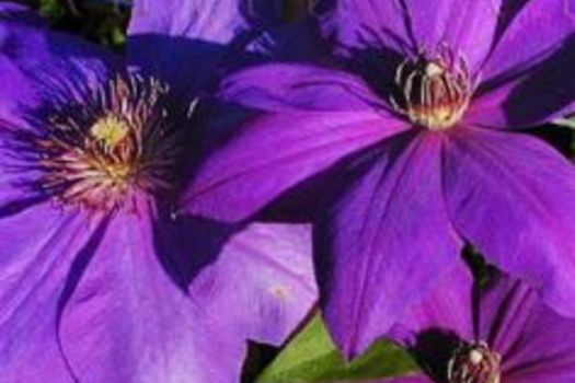 Clematis 'Xerxes'