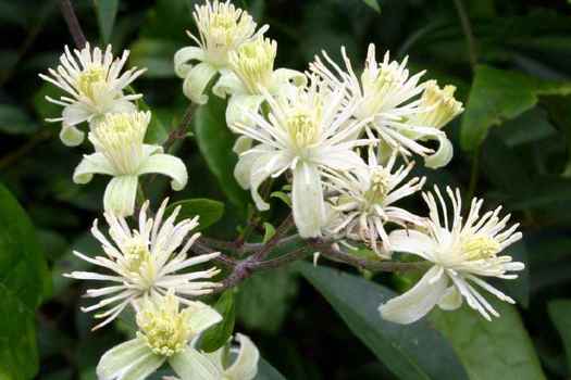 Clematis vitalba