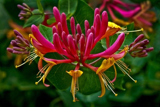 Lonicera heckrottii 'Goldflame'