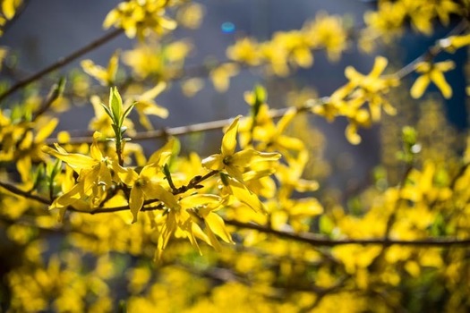 Jasminum nudiflorum