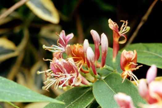 Lonicera henryi