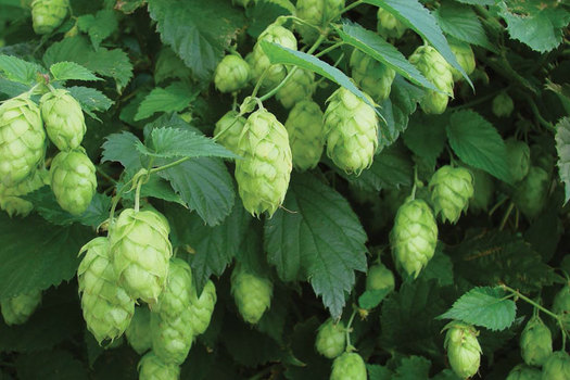 Humulus lupulus