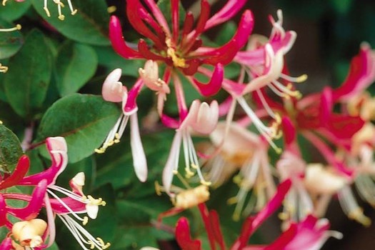 Lonicera periclymenum 'Belgica Select'