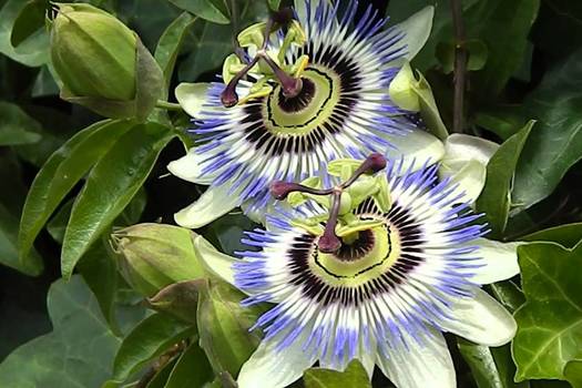 Passiflora caerulea