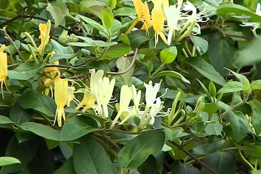 Lonicera japonica 'Hall's Prolific'