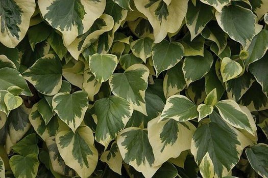 Hedera algeriensis 'Gloire de Marengo'