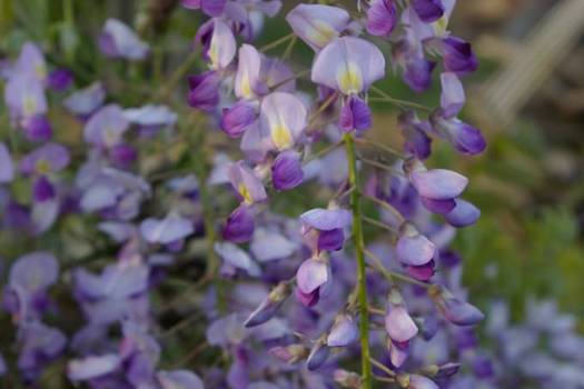 Wisteria floribunda 'Domino'