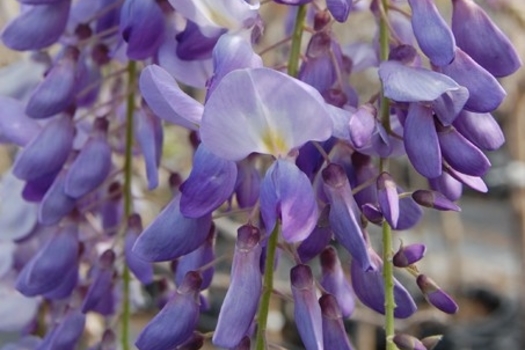 Wisteria brachybotrys