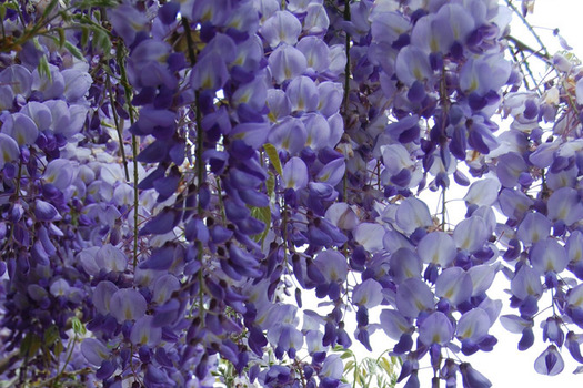 Wisteria sinensis 'Prolific'