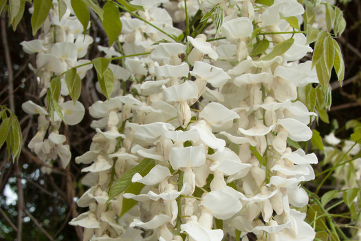 Wisteria sinensis 'Alba'