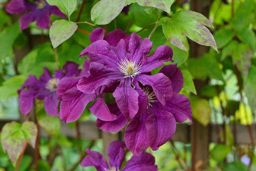 Clematis 'Etoille Violette'