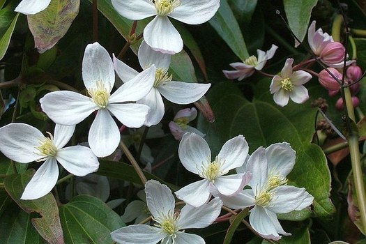 etiket punt fluiten Bladhoudende klimplanten - Belleplant