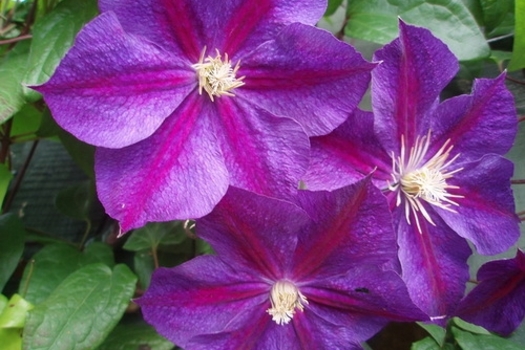 Clematis 'Star of India'