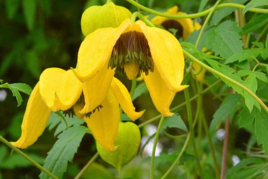 Clematis tibetana tangutica