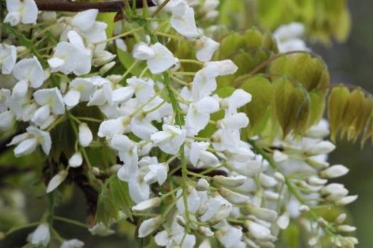 Wisteria brachybotrys 'Shiro-kapitan'