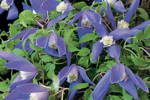 Clematis alpina