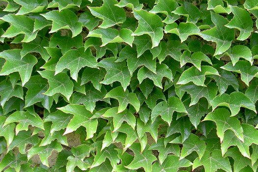 Parthenocissus tricuspidata 'Veitch Boskoop'