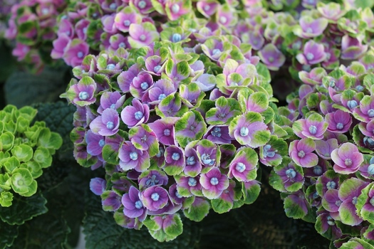 Hydrangea macrophylla 'Magical' *