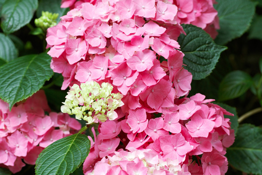 Hydrangea macrophylla 'Pia'