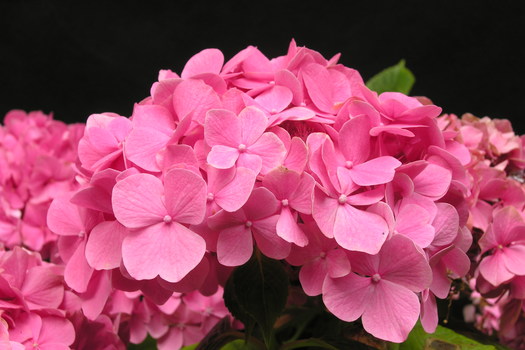 Hydrangea macrophylla 'King George VII'