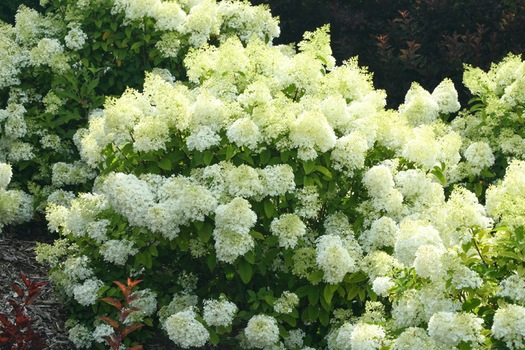 Hydrangea paniculata 'Ilvobo'