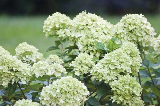 Hydrangea paniculata 'Jane'