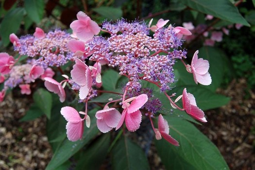 Hydrangea  aspera 'Hot Chocolate'