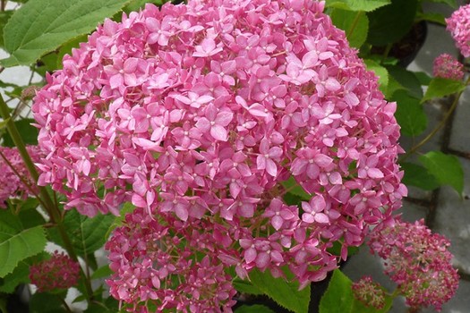 Hydrangea arborescens 'Pink Annabelle' *