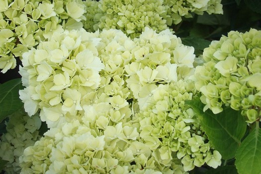 Hydrangea macrophylla 'Ave Maria'