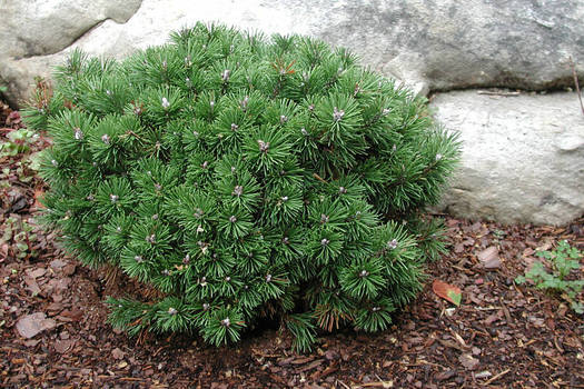 Pinus mugo 'Gnom'