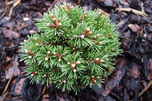 Pinus mugo 'Mops'