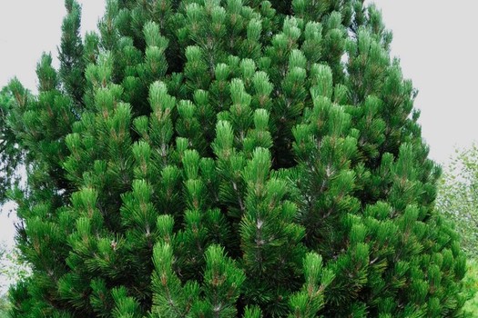 Pinus heldreichii 'Compact Gem'