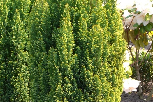 Chamaecyparis lawsoniana 'Ellwood's Gold'