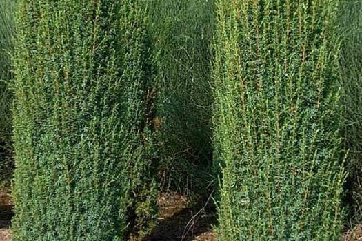 Juniperus communis 'Hibernica'