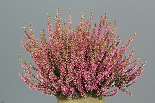 Calluna vulgaris 'Juliette'