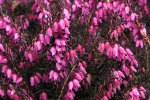 Erica carnea 'December Red'