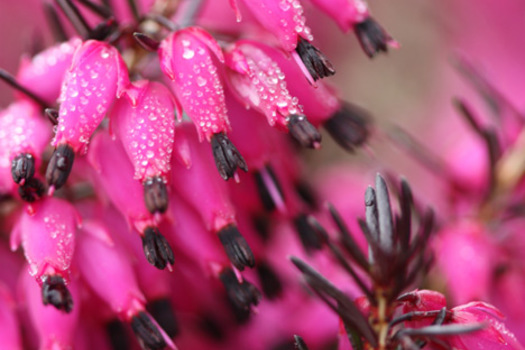 Erica carnea 'Myretoun Ruby'