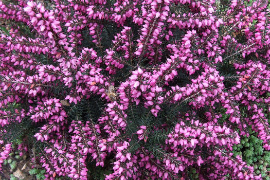 Erica darleyensis 'Kramer's Rote'