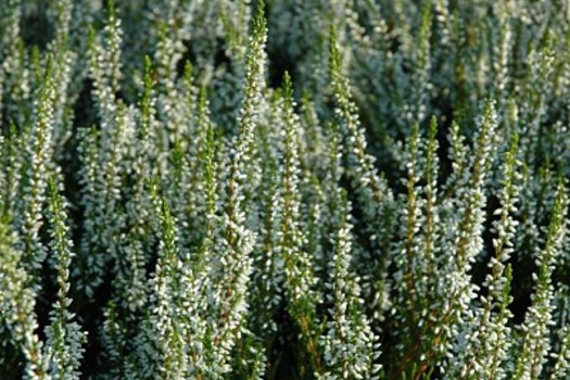 Calluna vulgaris 'Melanie'