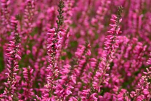 Calluna vulgaris 'Marlies'