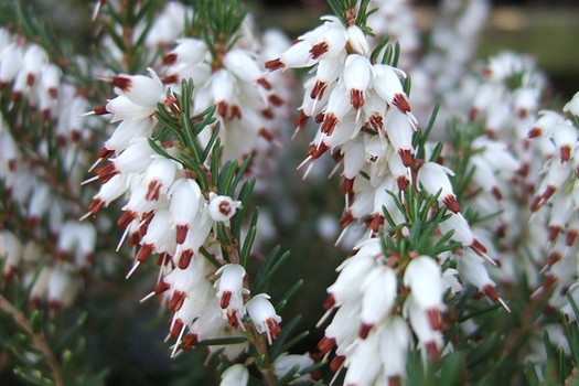 Erica darleyensis 'Silberschmelze'