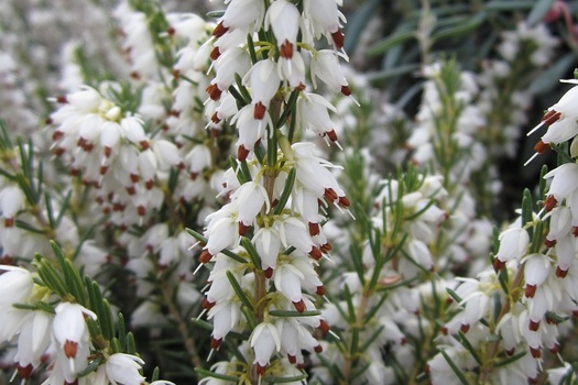 Erica darleyensis 'White Perfection'