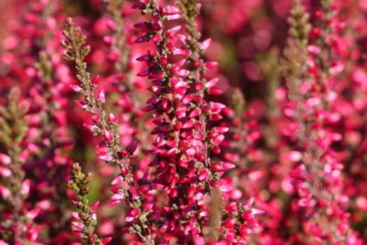 Calluna vulgaris 'Athene'