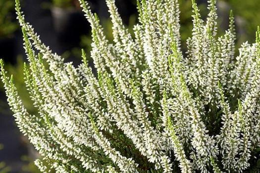 Calluna vulgaris 'Alicia'