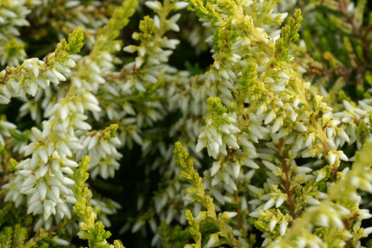 Calluna vulgaris 'Sandy'