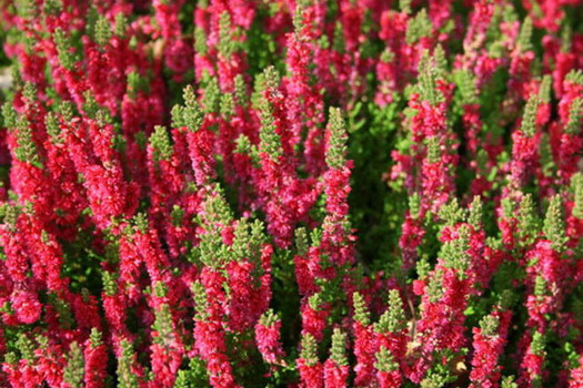 Calluna vulgaris 'Dark Beauty'