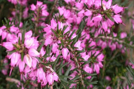 Erica darleyensis 'Darley Dale'