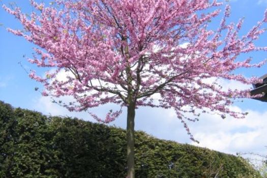 Cercis siliquastrum