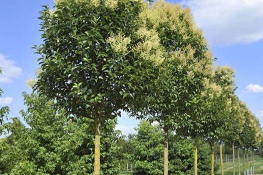 Ligustrum japonicum